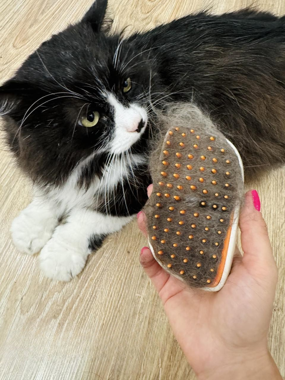 LuxePaws™ – Ångborste för katter & hundar